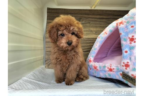 成約済の兵庫県のトイプードル-172884の5枚目